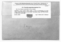 Puccinia asperulae-aparinis image